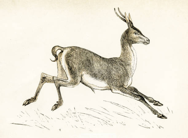 illustrations, cliparts, dessins animés et icônes de la gazelle, gravure de 1851 - antilope