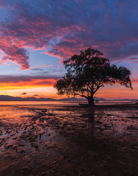 istock Mangrove forest and Wonderful Sky, Ranong Thailand 673282302