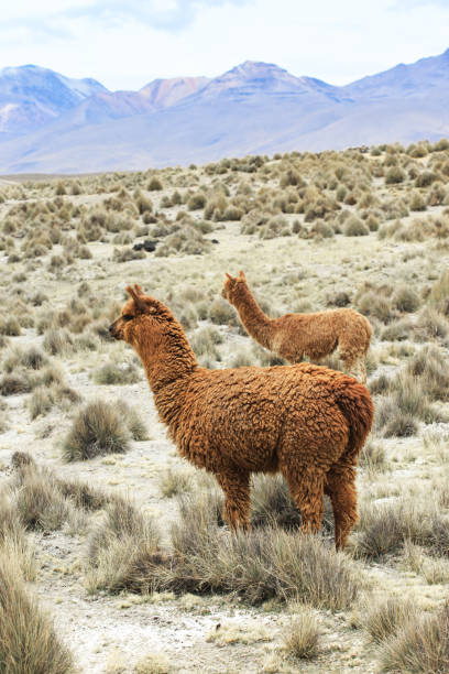 istock lamas in Andes,Mountains, Peru 673286016