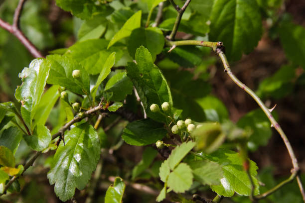 istock fresh green leafs and flowers in german beech forest in springtime 673304820