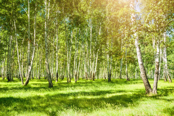 istock Birch trees with green leaves in spring forest. 673308098