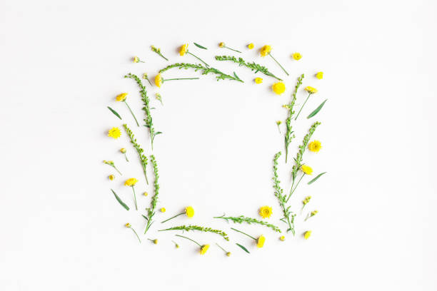 istock Frame made of yellow flowers on white background. Flat lay 673308146