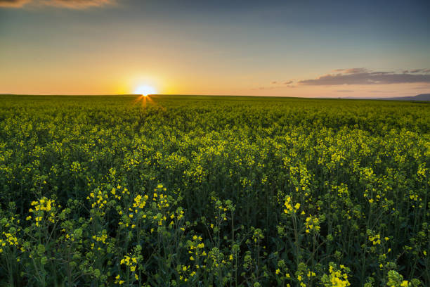 istock Sunset over the rapeseed field 673323520