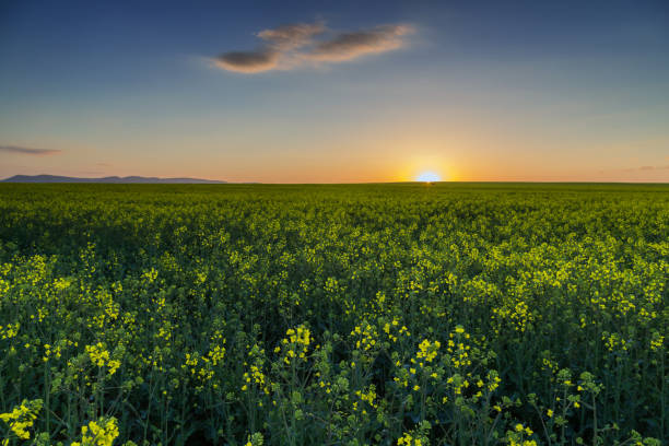 istock Field of rapeseed at sunset 673323622