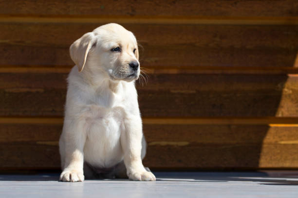 istock yellow Labrador puppy pet in action 673326800