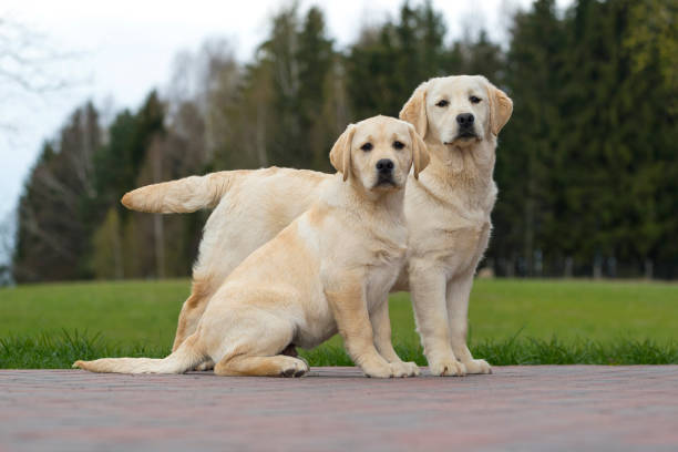 istock yellow Labrador puppy pet in action 673326808