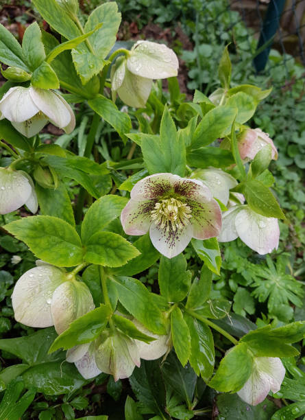 istock Lenten roses, Helleborus 673329552