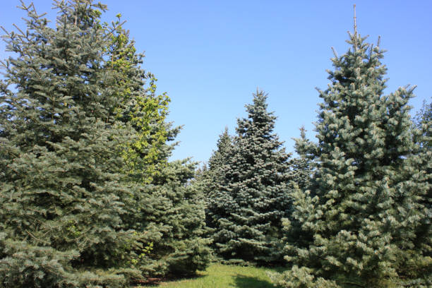 blue spruce - Pine forest blue spruce - Pine forest picea pungens stock pictures, royalty-free photos & images