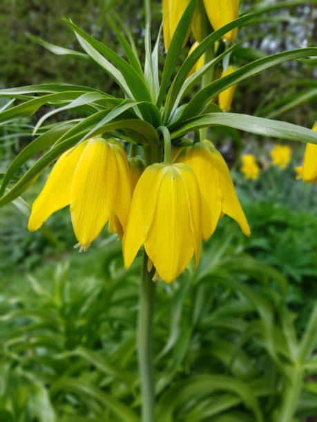 istock Crown imperial, Fritillaria, verticillata 673335712
