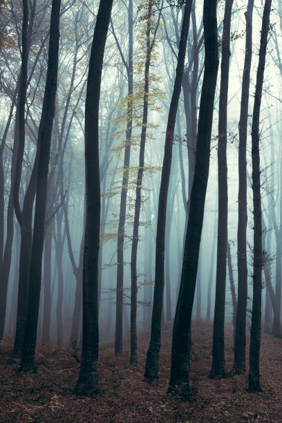 istock Fairy tale dark foggy forest 673336732
