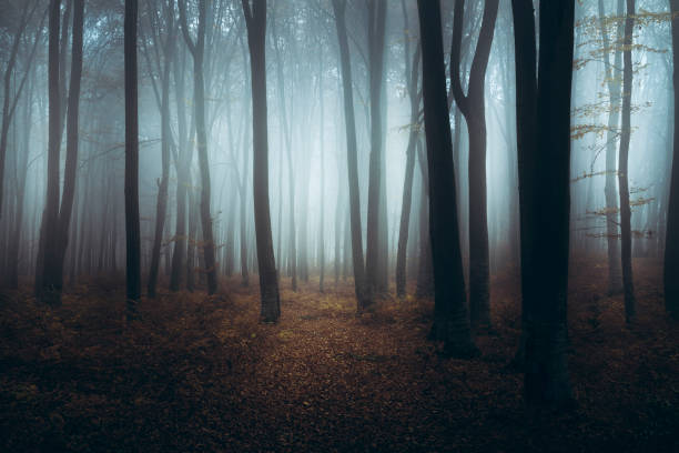 istock Fairy tale dark foggy forest 673337074