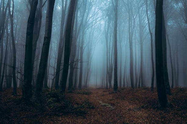 istock Fairy tale dark foggy forest 673337256