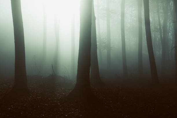 istock Fairy tale dark foggy forest 673337382
