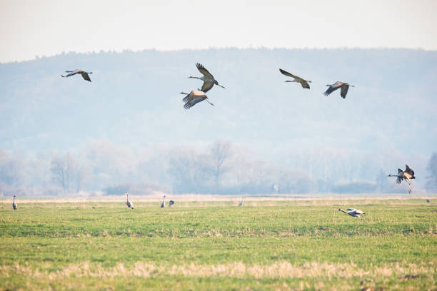 istock Group of Common crane ( Grus Grus) start to fly at the meadow 673338140