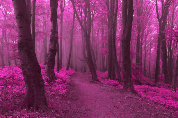 istock Fairy tale dark foggy forest 673342862