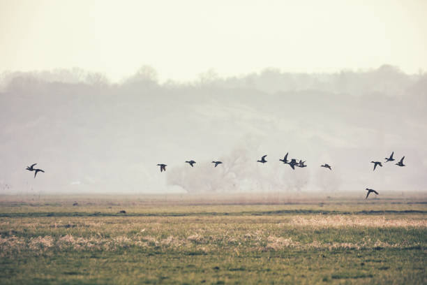 istock Group of wild mallard ducks fly over the meadow in early spring 673342906