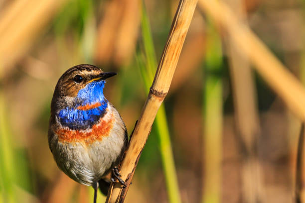 istock bluethroat colored bird sitting on a reed 673342960