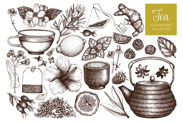 Vector tea sketch collection Vector collection of hand drawn tea illustration. Decorative inking herbs and fruits sketch. Vintage matcha design. linden new jersey stock illustrations