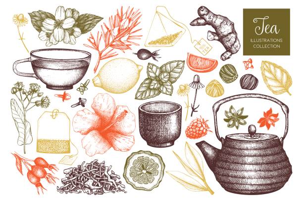 kolekcja szkiców herbaty wektorowych - linden stock illustrations