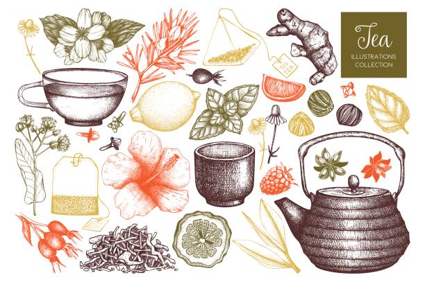 Vector tea sketch collection Vector collection of hand drawn tea illustration. Decorative inking herbs and fruits sketch. Vintage matcha design. linden new jersey stock illustrations