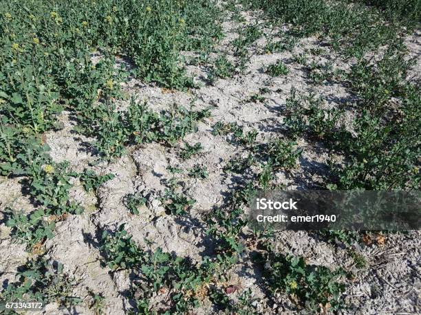 Rapeseed Brassica Dryness Dry Stock Photo - Download Image Now - Accidents and Disasters, Agricultural Field, Arid Climate