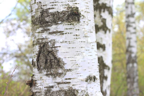 istock The texture of the birch tree trunk bark in birch grove closeup 673343240