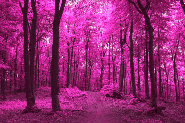 istock Fairy tale dark foggy forest 673343328