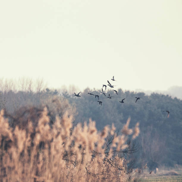 istock Group of wild mallard ducks fly over the meadow in early spring 673344048