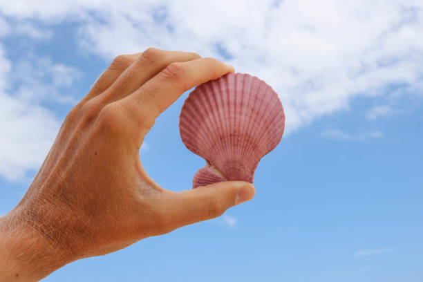 Hand holding collection of sea shell on beach