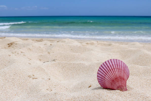 istock Seashell on the beach with ocean in background 673346174
