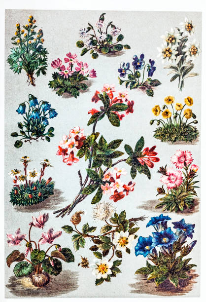alp bitkileri - i̇sviçre illüstrasyonlar stock illustrations