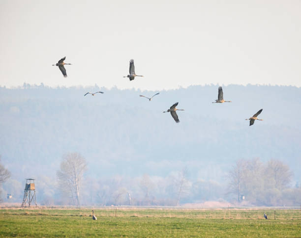 istock Group of Common crane ( Grus Grus) start to fly at the meadow 673347314