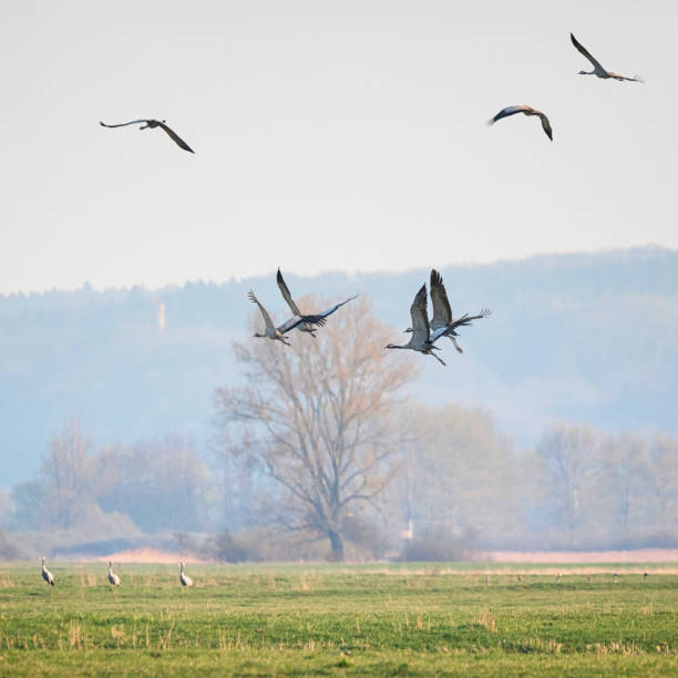 istock Group of Common crane ( Grus Grus) start to fly at the meadow 673353350