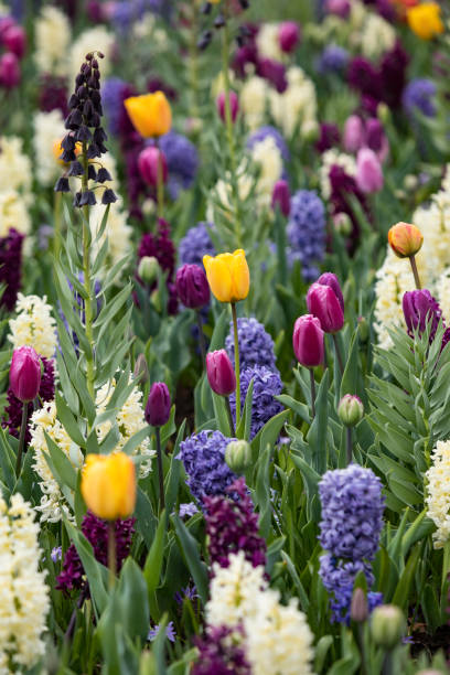 colorful hyacinths and tulips colorful spring flowers blooming in a garden hyacinth red stock pictures, royalty-free photos & images