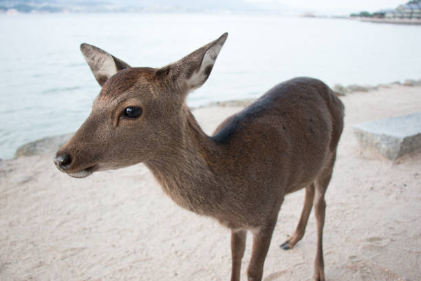 istock Deer live in Miyajima island, Hiroshima, Japan. 673367728