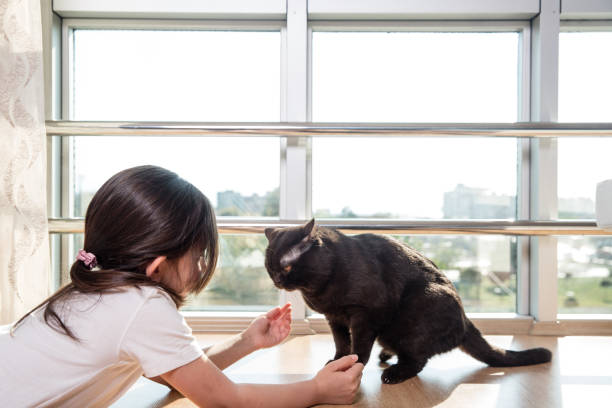 istock little girl is playing with her cat 673369106