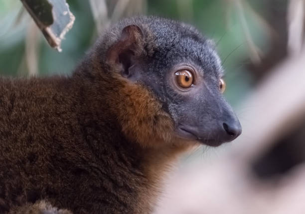 istock red-collared lemur closeup, Bronx Zoo, NYC 673371514