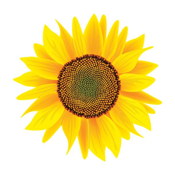 Sunflower flower or Helianthus isolated on white background Sunflower or Helianthus isolated on white background. Botanical. Food and Herbal medicine plant for cooking, culinary, oil-bearing-crop, healthcare, cosmetics, ointments, biofuel, label, decoration helianthus stock illustrations