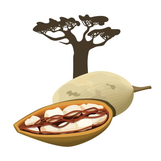 drzewo baobabu i owoc pod izolowany obiekt. adansonia. owoce baobabu superfood. ilustracja wektorowa. - baobab fruit stock illustrations