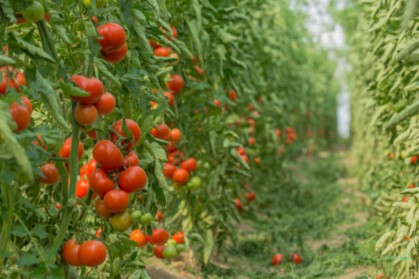 tomates frescos en greenhouse - ristra fotografías e imágenes de stock