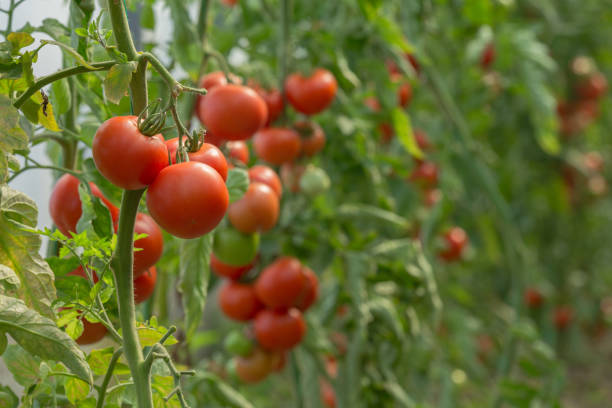 istock Green unripe tomatoes and red tomatoes 673378612