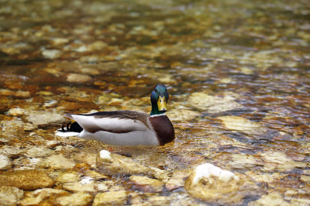 Wild duck in mountain lake with crystal clear water.