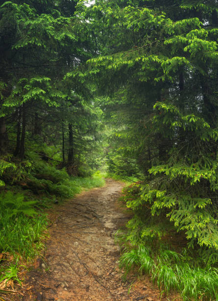 istock Walkway in the summer forest. Beautiful natural landscape 673378692