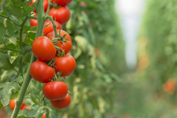 istock Tomato plant in greenhouse 673378804