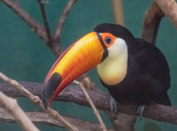 istock Toco toucan, Bronx Zoo, NYC 673379028
