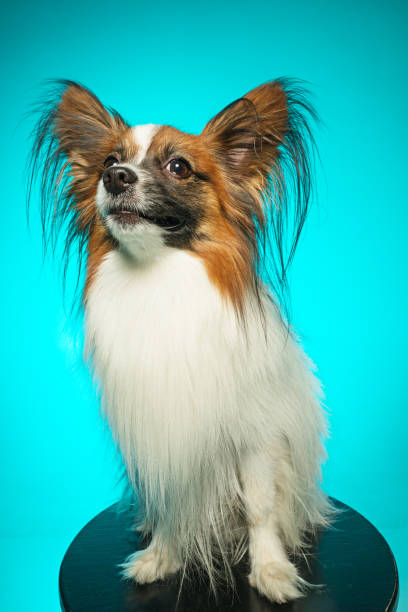 istock Studio portrait of a small yawning puppy Papillon 673379610