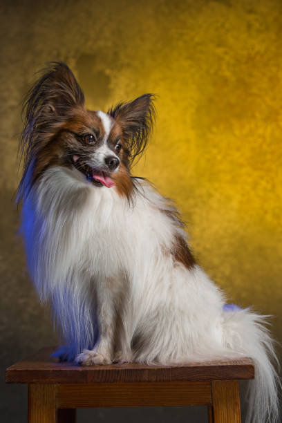 istock Studio portrait of a small yawning puppy Papillon 673379852