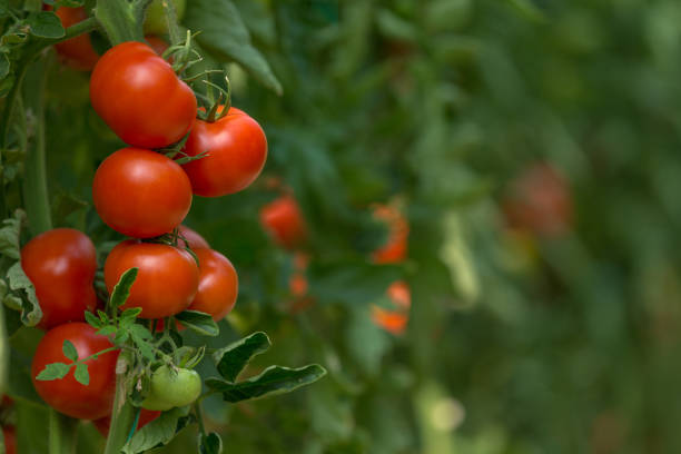 Tomatoes growing in a greenhouse Tomatoes growing in a greenhouse vine tomatoes stock pictures, royalty-free photos & images