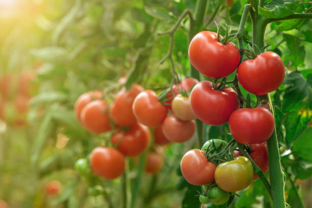 istock Tomatoes growing in greenhouse 673382568