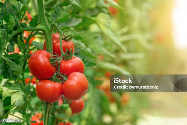 Tomates Crecimiento En Greenhouse Foto de stock y más banco de imágenes de Tomate - Tomate, Huerto, Campo - Tierra cultivada